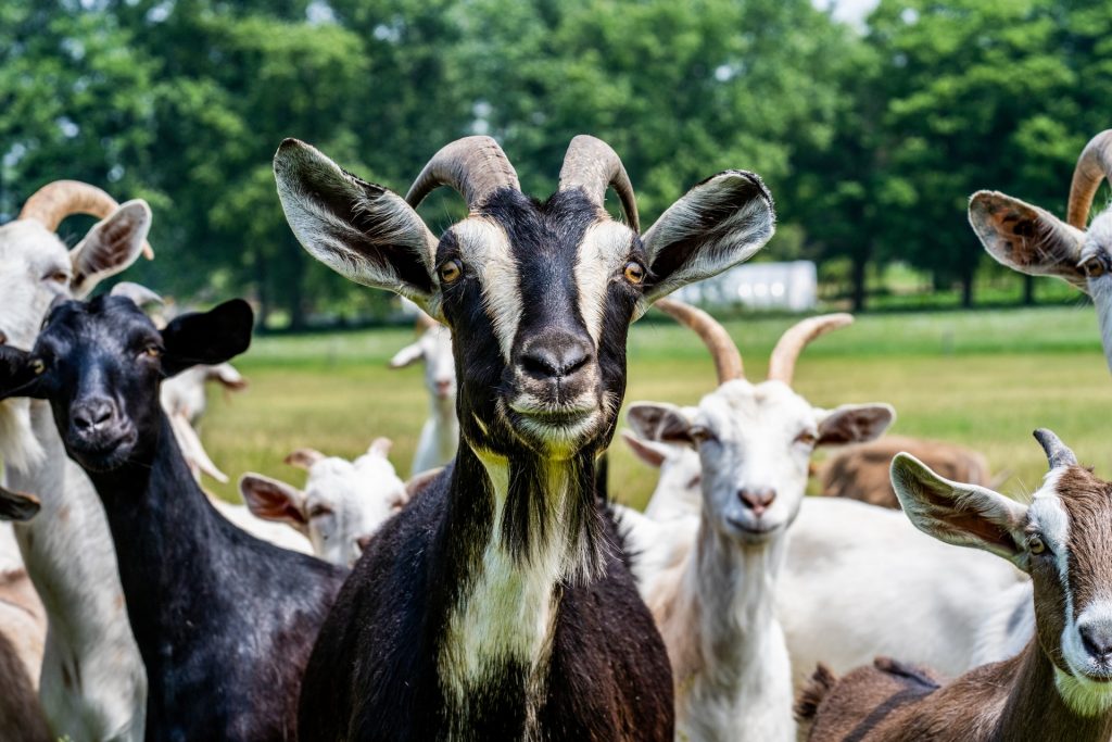 Save Money by Renting Goats for Weed Control
